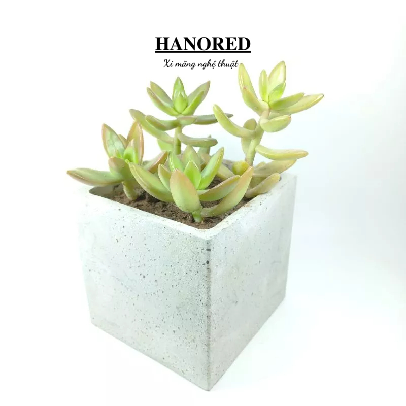 Chậu xi măng hình vuông HANORED trồng sen đá, xương rồng kích thước 10*10*10(cm)