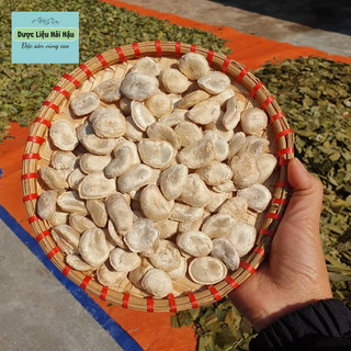 Hạt Sang ,hạt sành của người Mông, khắc tinh của bệnh dạ dày , đau dạ dày