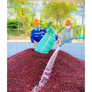 Cà Phê Đắk Lắk Fine Robusta RAAW Coffee