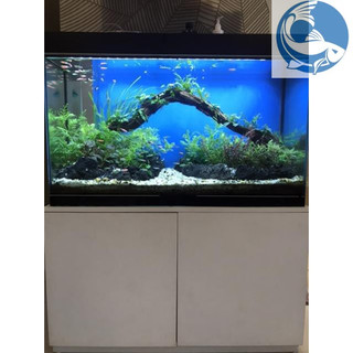 Đèn Led Roxin ánh sáng trắng