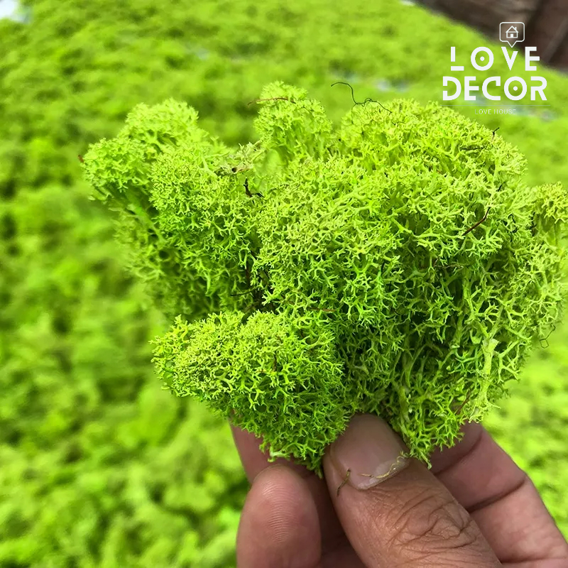 Túi 20gr Rêu Nhung Hươu Bất Tử - Decor , trang trí, dán tường