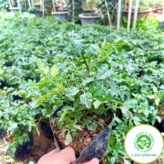 Cây cà chua lùn siêu quả (ảnh thật số2).