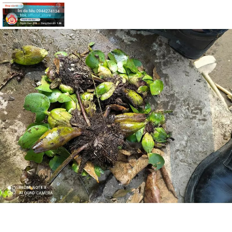 1 cân bèo lục bình cay luc binh