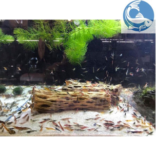 Lũa cholla bổ sung dưỡng chất cho tép, trang trí bể cá