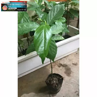 Cây sung quả chín rụng mọc cây vườn ăn quả ăn lá ngon miệng vườn nhà có thể trồng cảnh đẹp mắt