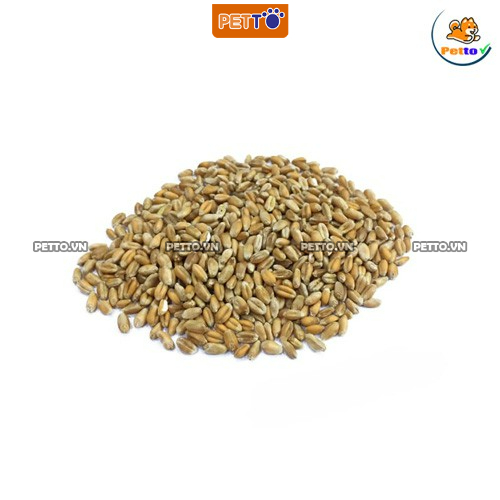 Hạt giống cỏ mèo LÚA MÌ cỏ cho mèo bổ xung chất xơ và đẩy búi lông ra ngoài giúp mèo tiêu hóa tốt PC013