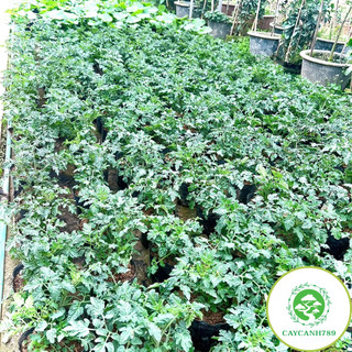 Cây cà chua lùn siêu quả (ảnh thật số2).