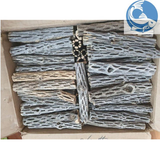 Lũa cholla bổ sung dưỡng chất cho tép, trang trí bể cá