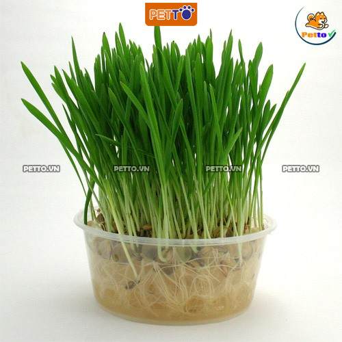 Hạt giống cỏ mèo LÚA MÌ cỏ cho mèo bổ xung chất xơ và đẩy búi lông ra ngoài giúp mèo tiêu hóa tốt PC013