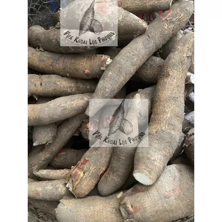 Khoai Mì (Sắn) 1kg [GIAO TOÀN QUỐC & Hoả Tốc] ->Đọc Mô Tả.