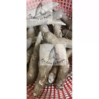 Khoai Mì (Sắn) 1kg [GIAO TOÀN QUỐC & Hoả Tốc] ->Đọc Mô Tả.