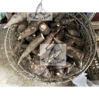 Khoai Mì (Sắn) 1kg [GIAO TOÀN QUỐC & Hoả Tốc] ->Đọc Mô Tả.