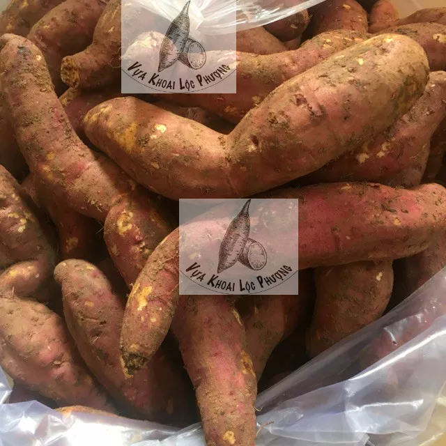 Khoai Lang Mật Đà Lạt (1kg) [GIAO HOẢ TỐC TPHCM] củ trung &amp; lớn (Dalat Honey Sweet Potato)