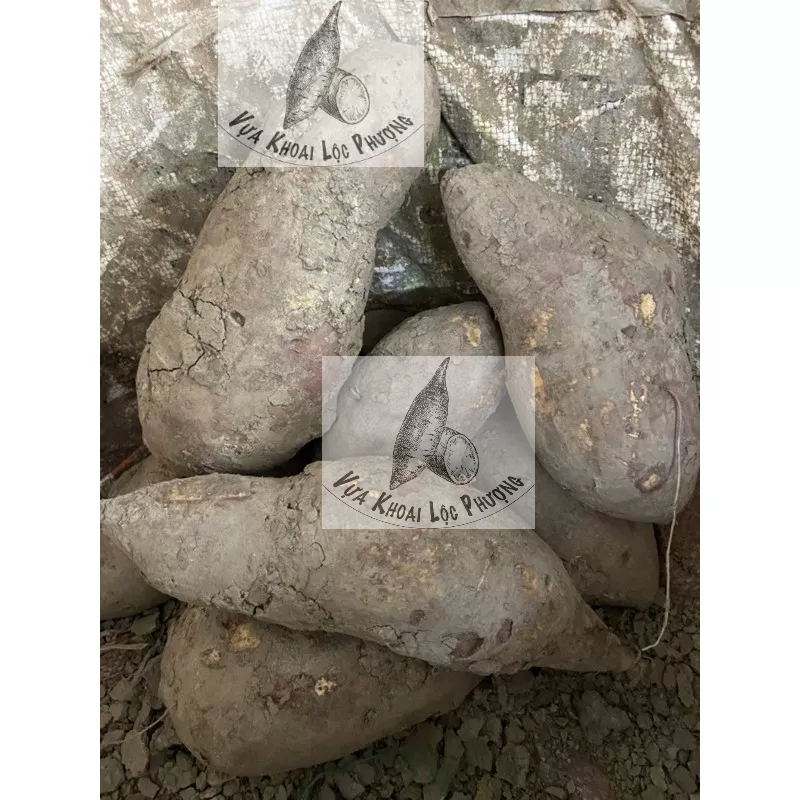 Khoai lang bí, Lang ghe, Lang cà ri, lang chiên [GIAO HOẢ TỐC] (1kg) ở TPHCM (Sweet Potato).