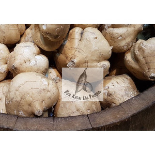 Củ Sắn (củ đậu) (1kg) ở TpHCM [GIAO HOẢ TỐC] (Yam).