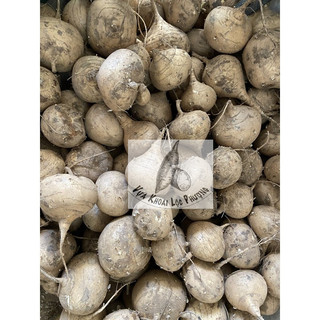 Củ Sắn (củ đậu) (1kg) ở TpHCM [GIAO HOẢ TỐC] (Yam).