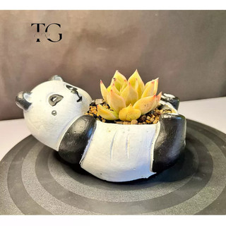 Chậu xi măng mini trồng sen đá hình gấu trúc, chậu trồng xương rồng