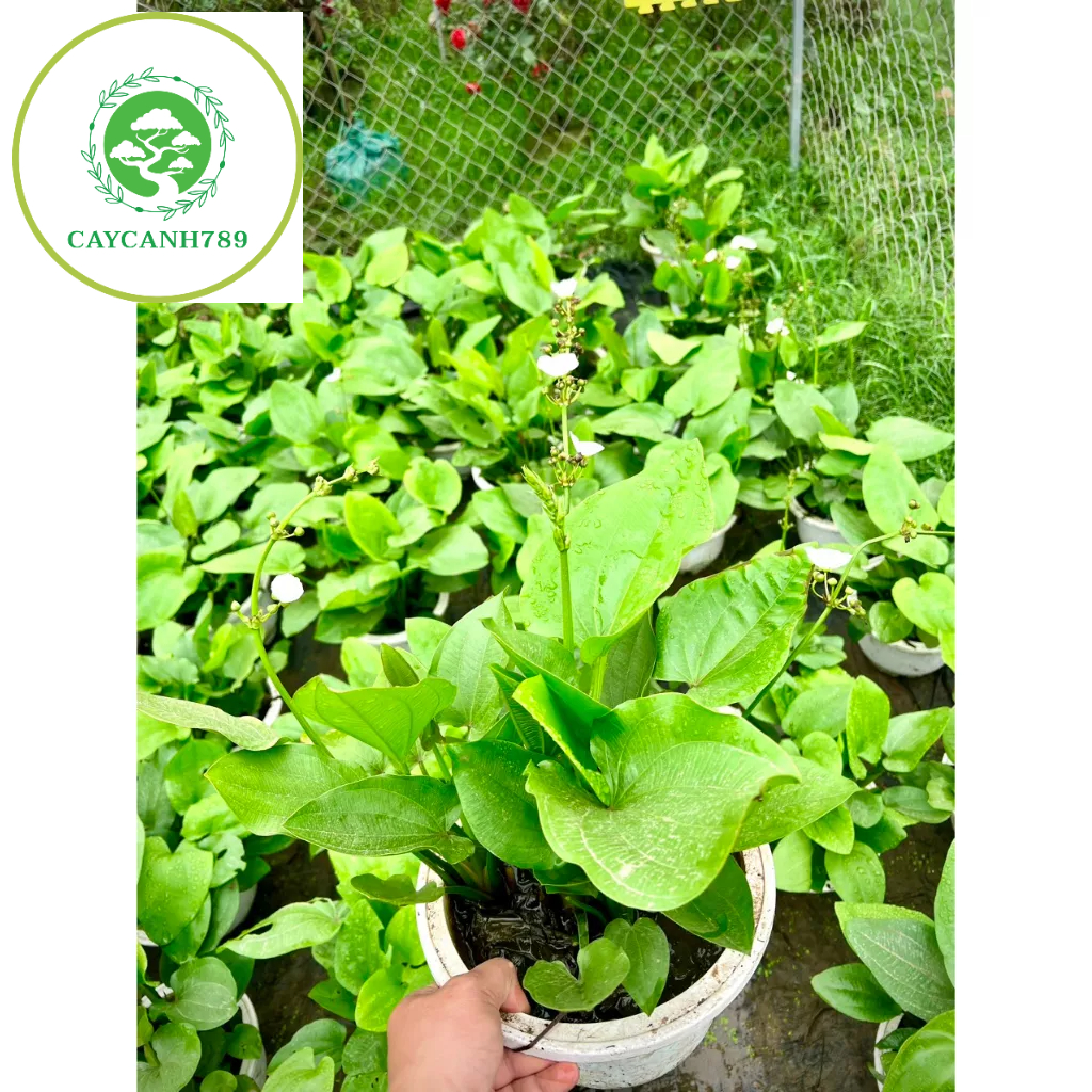 Cây Bách thuỷ tiên size trung (ảnh thật số 2)