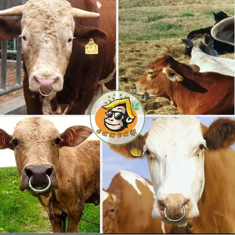 Vòng thép không rỉ xâu mũi bò siêu bền