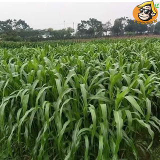 Hạt giống cỏ ngô Sudan lai gói 100g
