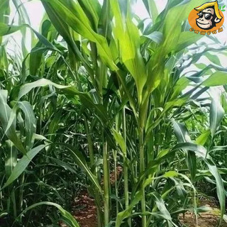 Hạt giống cỏ ngô Sudan lai gói 100g