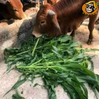 Hạt giống cỏ ngô Sudan lai gói 100g