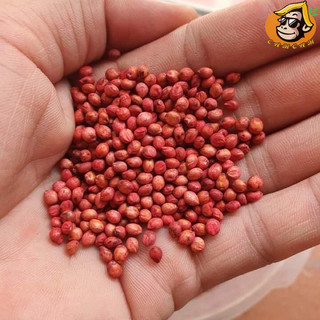 Hạt giống cỏ ngô Sudan lai gói 100g
