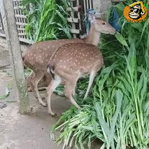 Hạt giống cỏ ngô Sudan lai gói 100g