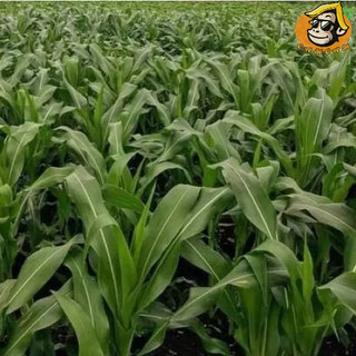 Hạt giống cỏ ngô Sudan lai gói 100g