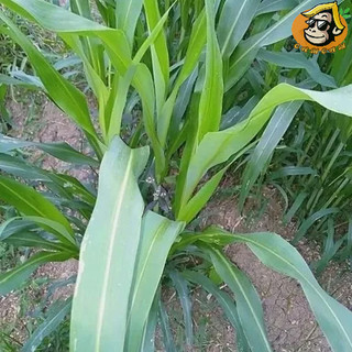 Hạt giống cỏ ngô Sudan lai gói 100g