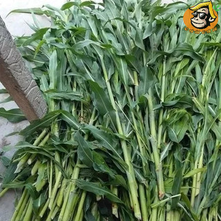 Hạt giống cỏ ngô Sudan lai gói 100g