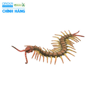 Mô hình động vật: Rết
