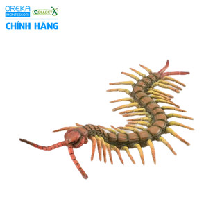 Mô hình động vật: Rết