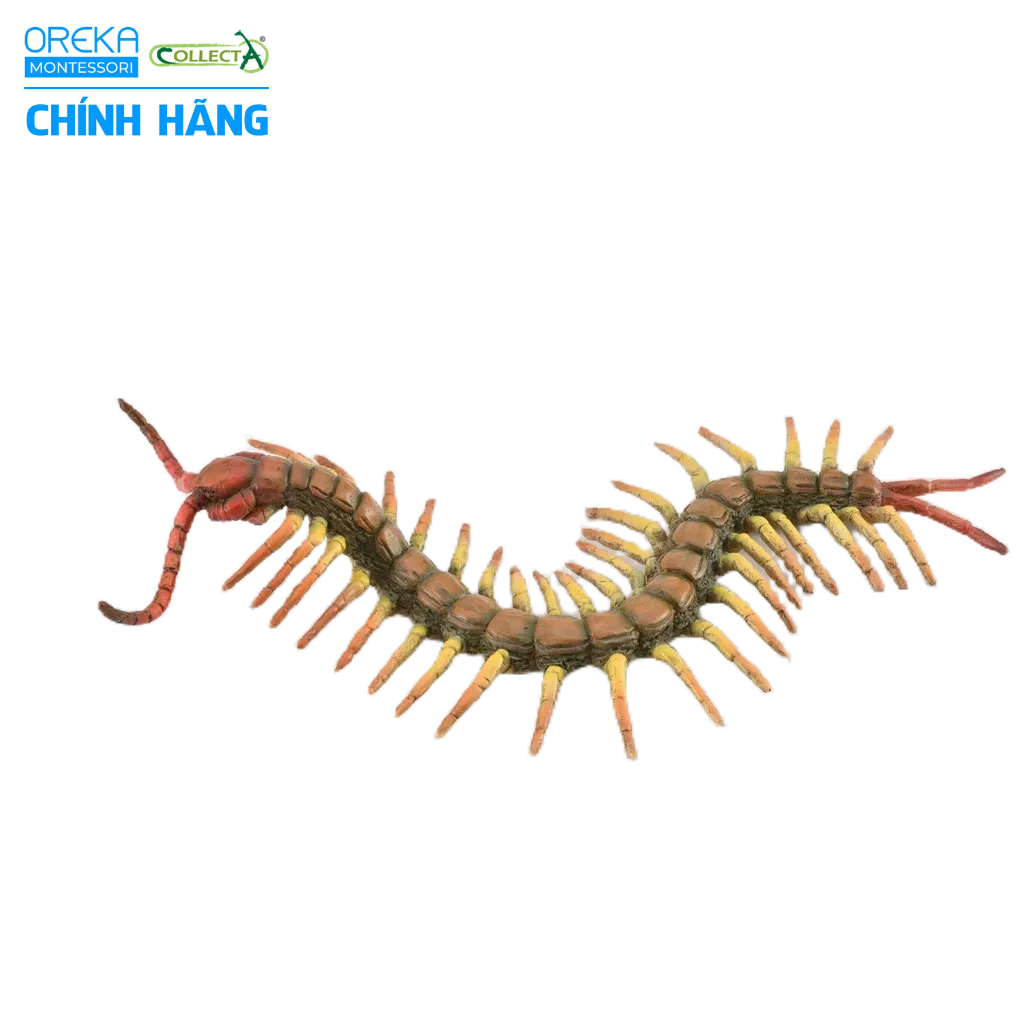 Mô hình động vật: Rết