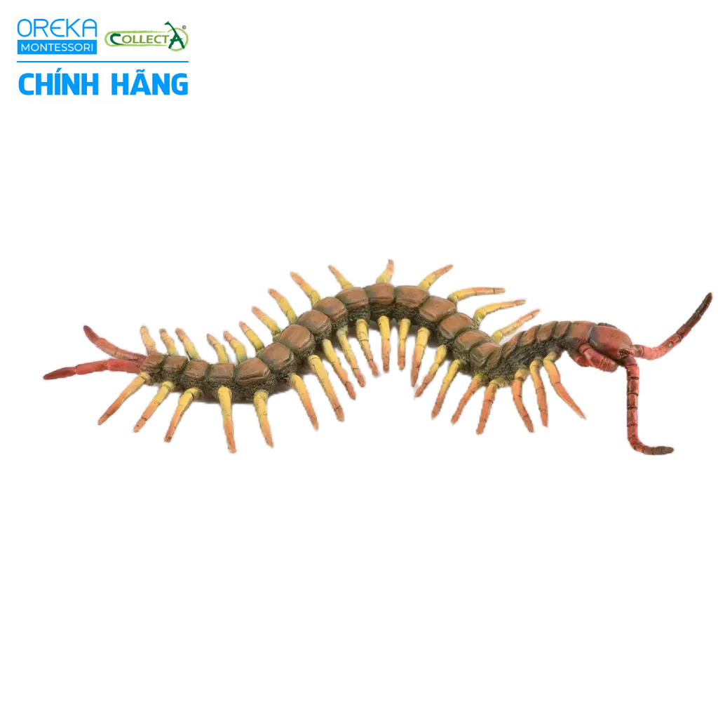 Mô hình động vật: Rết