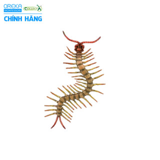 Mô hình động vật: Rết