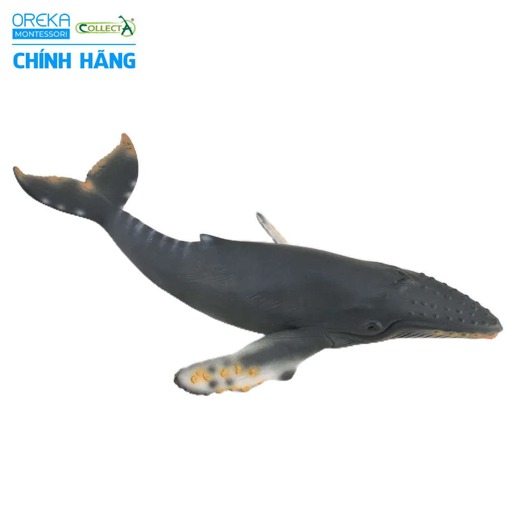 Mô hình động vật: Cá Voi Lưng Gù