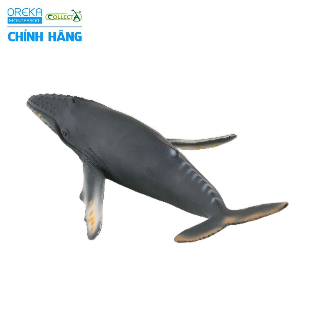 Mô hình động vật: Cá Voi Lưng Gù
