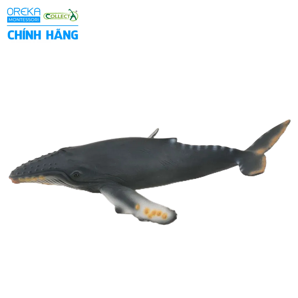 Mô hình động vật: Cá Voi Lưng Gù