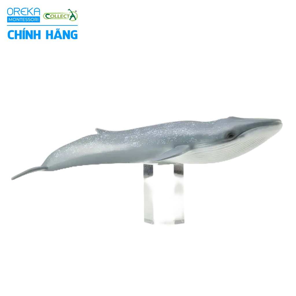 Mô hình động vật: Cá Voi Xanh