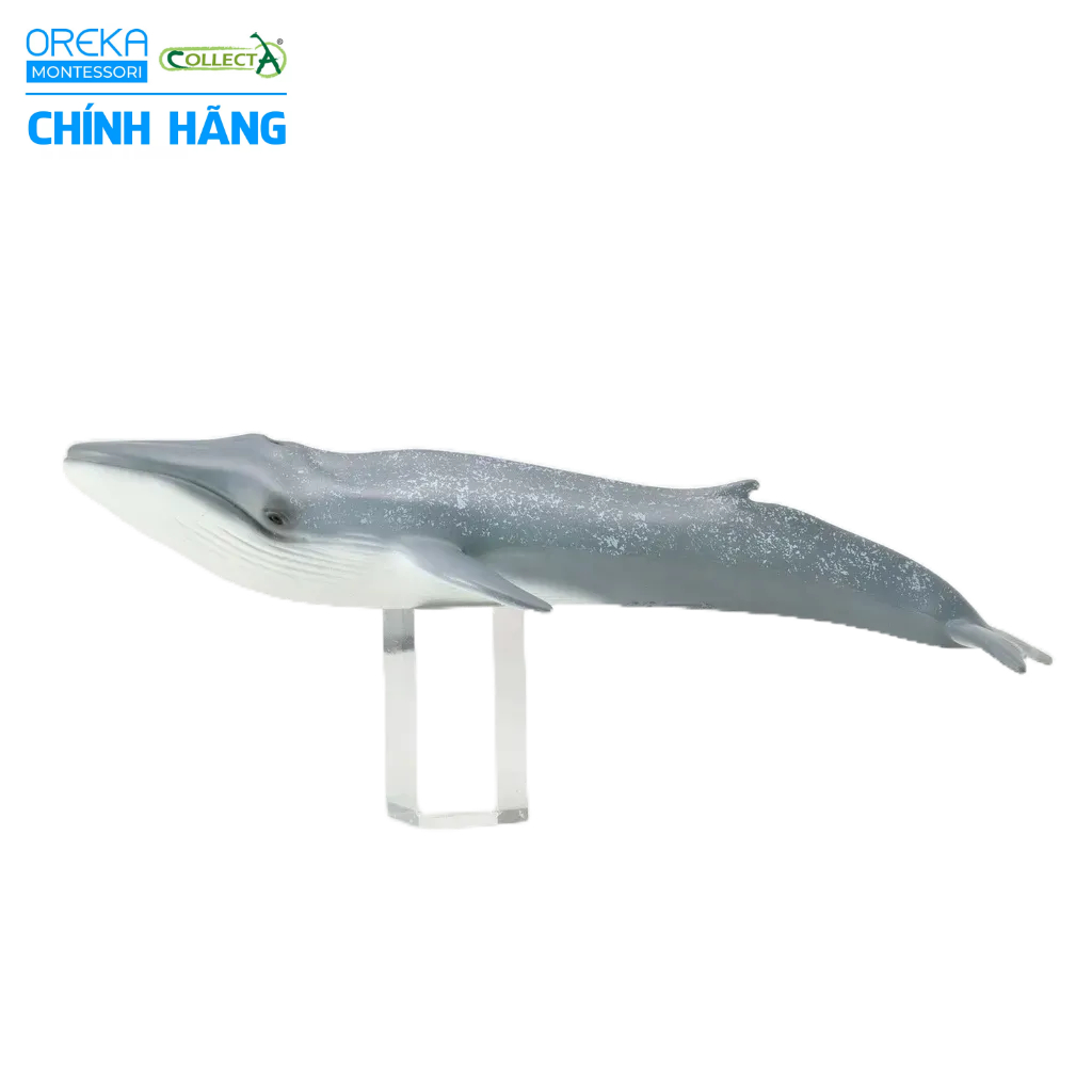 Mô hình động vật: Cá Voi Xanh