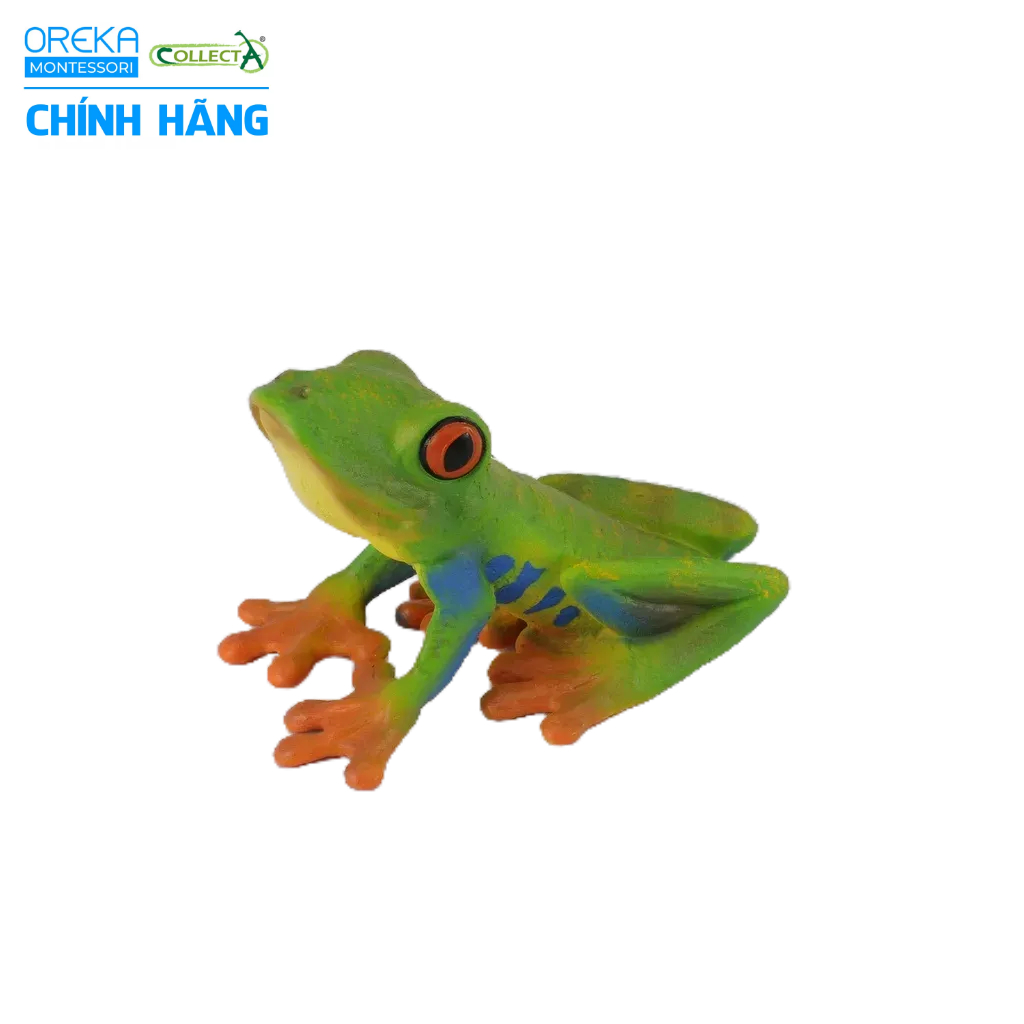 Mô hình động vật: Ếch cây mắt đỏ