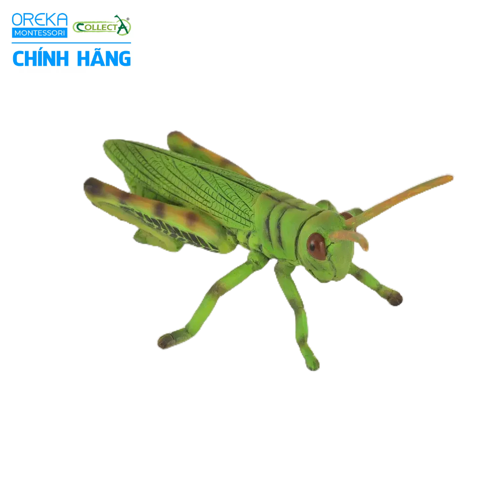 Mô hình động vật: Châu Chấu