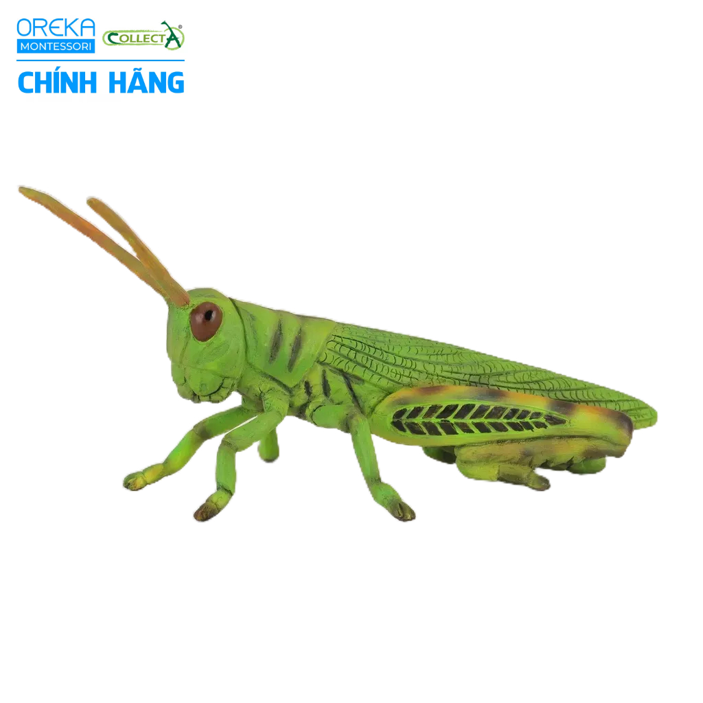 Mô hình động vật: Châu Chấu
