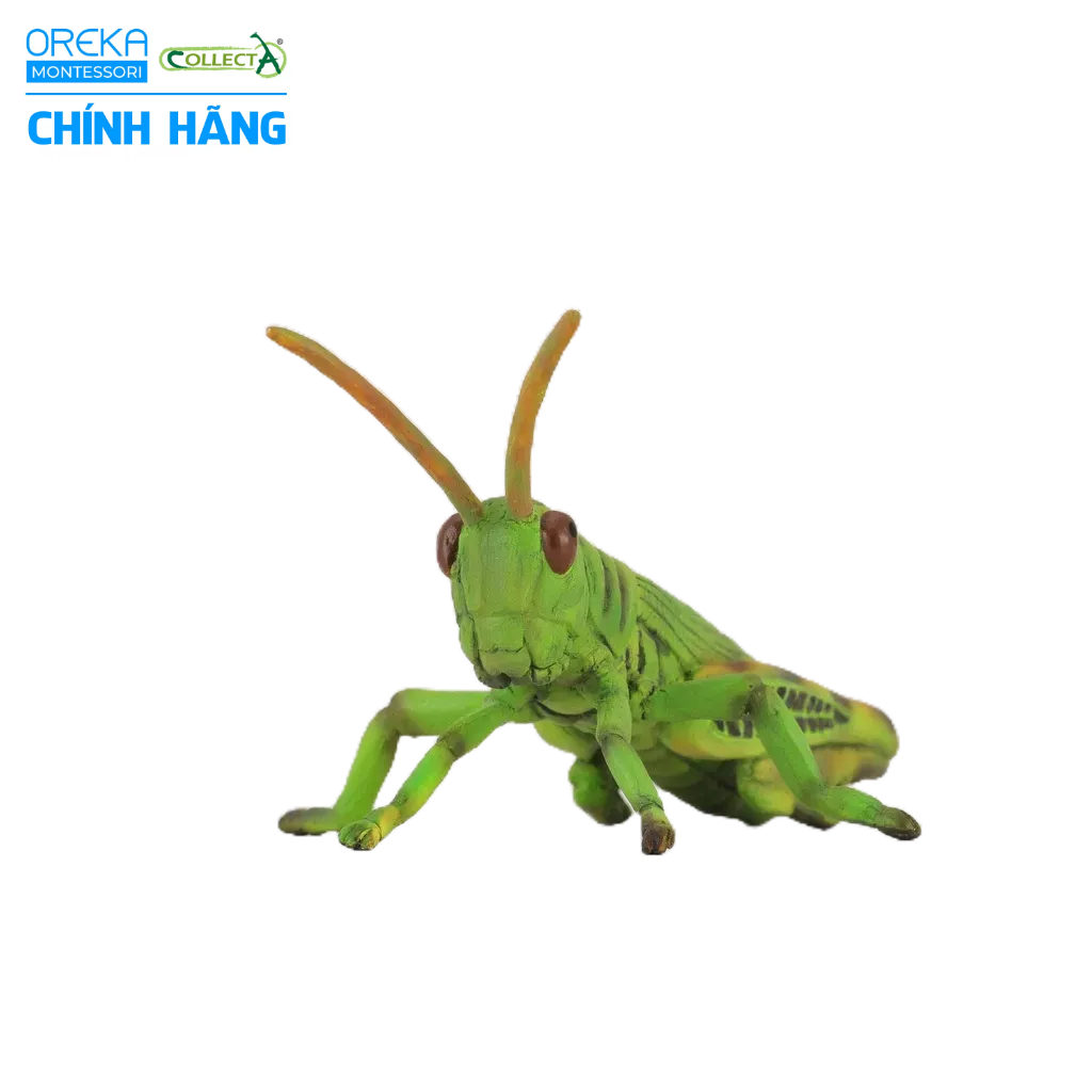 Mô hình động vật: Châu Chấu