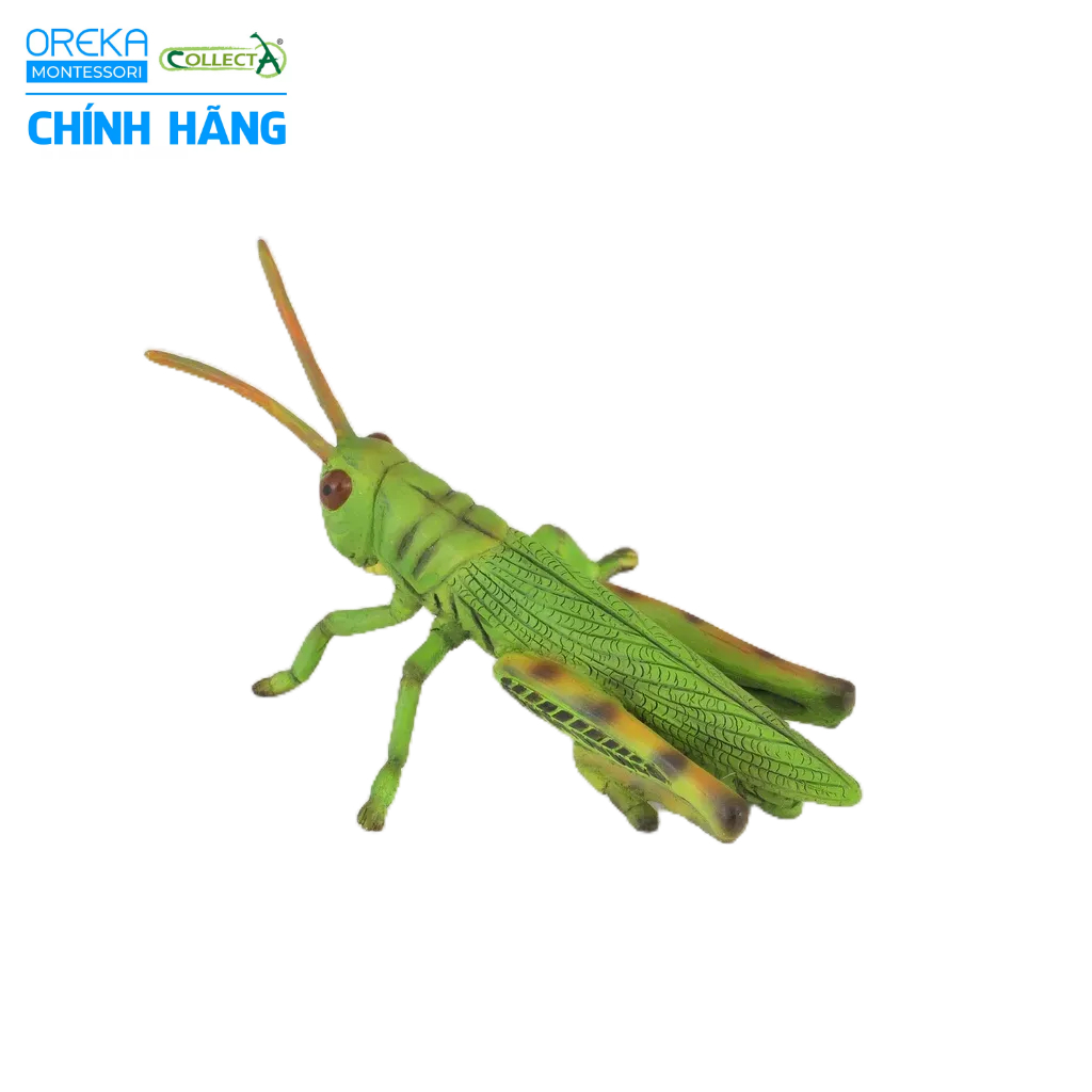 Mô hình động vật: Châu Chấu