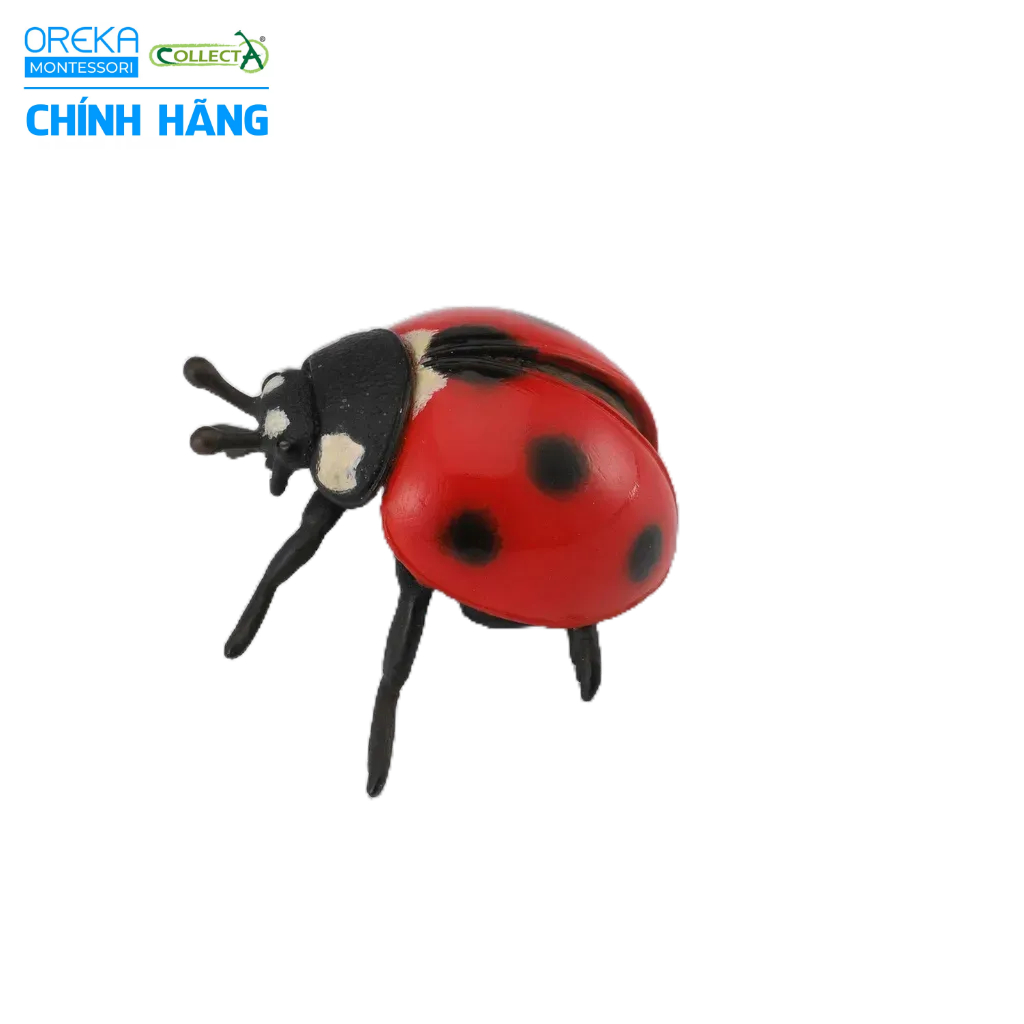 Mô hình động vật: Bọ Rùa