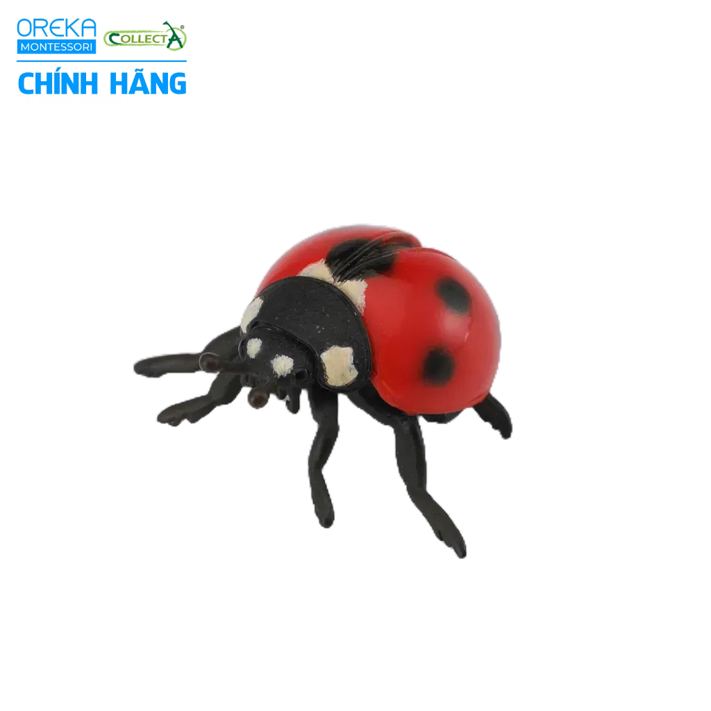 Mô hình động vật: Bọ Rùa