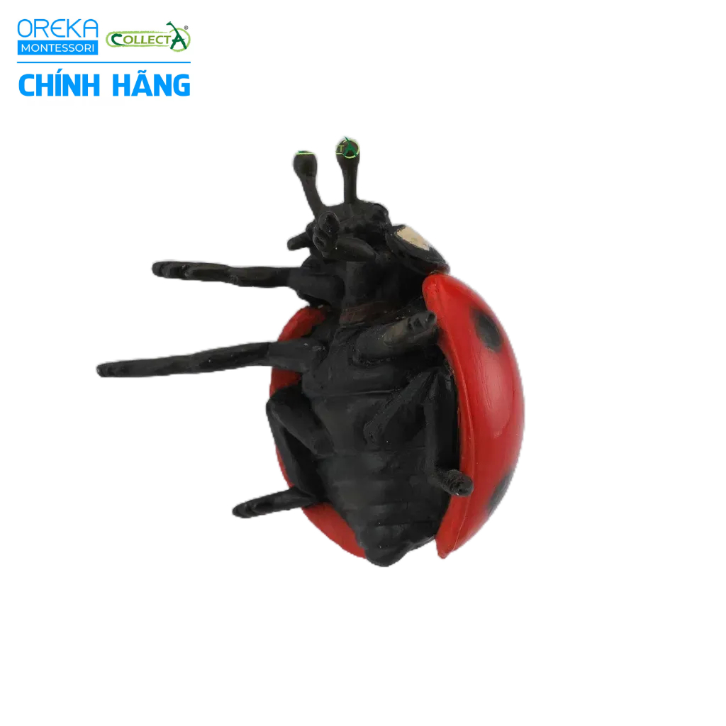 Mô hình động vật: Bọ Rùa