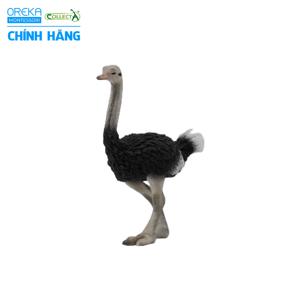 Mô hình động vật: Đà Điểu